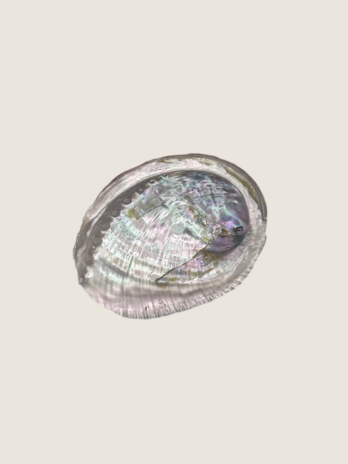 Abalone Shell