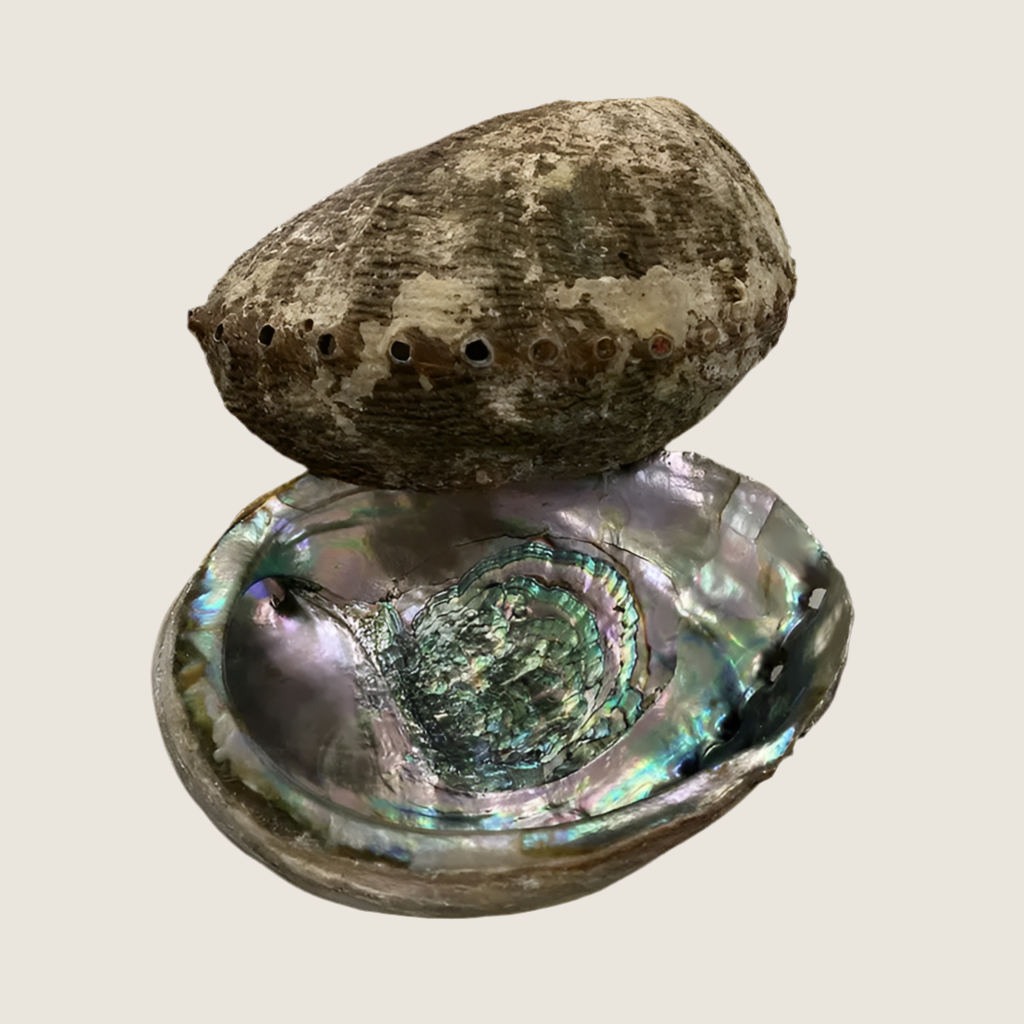 Abalone Shell